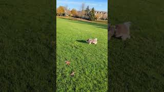 Havanese dog Coco Sunday morning romp [upl. by Braeunig214]