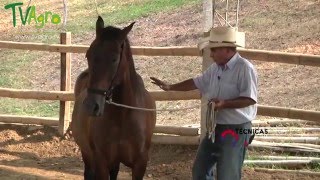 Técnicas para Tratar a los Caballos de forma No Agresiva  TvAgro por Juan Gonzalo Angel [upl. by Francyne]