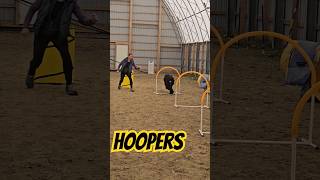 Hoopers New Dog Sport fun fitness dog cute shorts doglover [upl. by Aicilihp290]