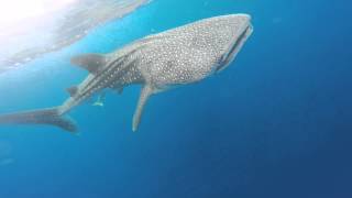 Kayakers Encounter Whale Shark Near Boca Raton [upl. by Glimp514]