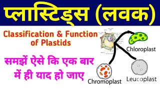 Plastids  plastids in hindi  Plastids in plant cell  function of plastids  types of plastids [upl. by Akined]