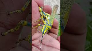 quotGrasshopper CloseUp Amazing Details Up Close 🦗🔍quot GrasshopperCloseUpInsectMacro [upl. by Pernick]