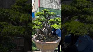 整理maintenancepruning for podocarpus Podocarpus 晶鑽羅漢松 [upl. by Arerrac]