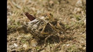 Prionotropis flexuosa mating behaviour [upl. by Aitenev]