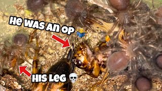 These baby Tarantulas hunt like piranha 😱🤯 MUST WATCH [upl. by Iow28]