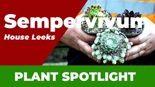 Ultimate Guide to Sempervivum The Perfect DroughtTolerant Feature Plant [upl. by Maure]