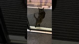 Caught on Camera Adorable Cat’s Struggle with the Glass Door [upl. by Eeleak]