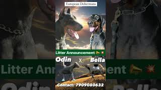 EUROPEAN DOBERMAN puppies LITTER ANNOUNCEMENT 📣📣Import BLOODLINE JHARKHAND’s INDIA doberman [upl. by Annenn]