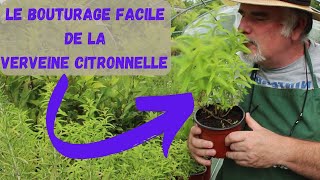 ASTUCES pour REUSSIR à Coup Sûr le BOUTURAGE de la Verveine Citronnelle [upl. by Aniretac]