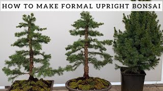 Making Formal Upright Bonsai from Alberta Spruce [upl. by Ahcim]