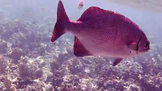 Jibacoa Reef Snorkeling from Memories Jibacoa Resort Cuba 2023 [upl. by Kermit]