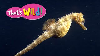 Sea Horse Swimming  Thats Wild [upl. by Ykcaj]