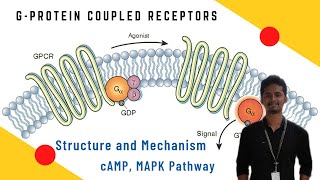 73 GProtein Coupled Receptor GPCR Signalling Pathway in Tamil [upl. by Hokanson4]