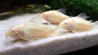 Breeding Cory Catfish A HOW TO VIDEO [upl. by Ydoj]