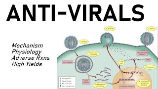 Antiviral Pharmacology [upl. by Wunder944]