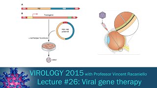 Virology 2015 Lecture 26 Viral gene therapy [upl. by Nav]