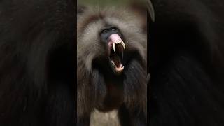 Geladas Canine Teeth [upl. by Deerc]