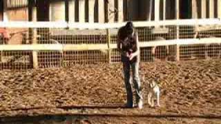 Clicker training a heel with a 10 week old American Bulldog [upl. by Doralyn871]