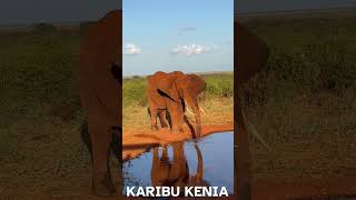 Met Kebene op Safari Tsavo East [upl. by Yanarp866]