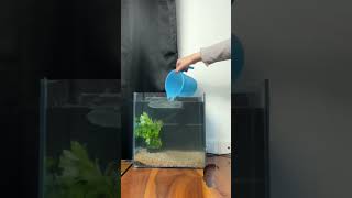 Betta fish tank setup planted tank ready plantedtanksetup aquarium guppy aquariumlovers [upl. by Oiramaj]