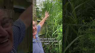 Elephant grass Miscanthus giganteus gardening grassplant gardens garden [upl. by Noyk]