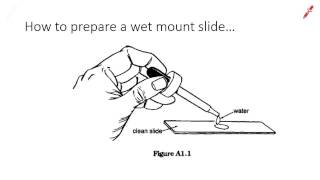 How to prepare a wet mount slide [upl. by Gavin991]