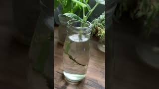 Scindapsus Pictus or Satin Pothos Plant  Propagation plant plantcare plantsinwater moneyplant [upl. by Mauer]