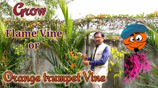 Grow Flame Vine or Orange Trumpet Vine Just Without any Care [upl. by Rivi338]