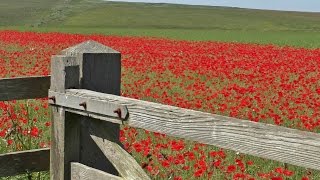 ASMR Bird Sounds Relaxation  Calming Skylark Bird Song amp Beautiful Poppy Fields [upl. by Ettelrats]