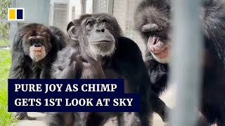 Emotional moment as chimpanzee sees open sky for first time after 28 years in captivity [upl. by Nagard]