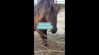 Wilgentakken voor paarden [upl. by Tnemelc]