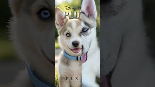 Puppy chichi as a Pixar character husky pixar [upl. by Schlessel]