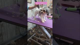 Cavachon dog grooming haircut groomer [upl. by Eemak]