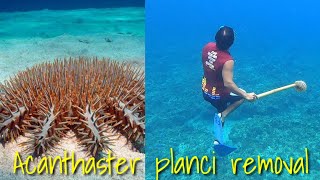 Removing Crown of Thorns Starfish  Coral reef killers Scientific nameAcanthaster planci [upl. by Munafo204]