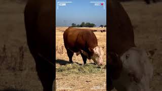 🔴 HEREFORD Cattle Farm ✅ [upl. by Nessaj]