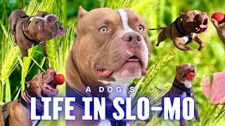 A Dogs Life in SloMo [upl. by Dnomde]