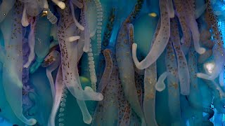 Exploring The Underwater World  4K UHD  Blue Planet II  BBC Earth [upl. by Aisan764]