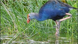 Swamphen Foraging in Florida [upl. by Gabrielson365]