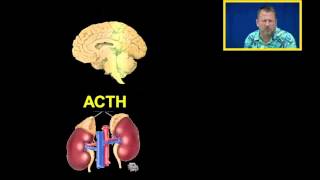 Cortisol and Glucocorticoids [upl. by Wawro901]