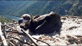 Cinereous Vultures in Portugal — Firstever nestlings equipped with GPS tags in the Douro [upl. by Onairot138]