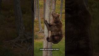 Brown bear agility to climb a tree 😱shorts shorts video animals [upl. by Malley]