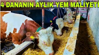 4 ADET BESÄ° DANASI 1 AYDA KAÃ‡ PARA KAZANDIRIYOR1 AYLIK YEM MALÄ°YETÄ° HESAPLAMA [upl. by Curson]