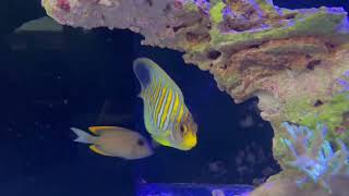 Regal Angelfish Pygoplites diacanthus [upl. by Standing628]