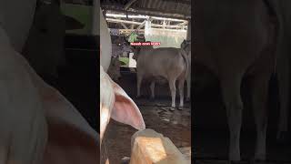 Biggest and heaviest ox from all Shafi cattle farm cowshortsfeed trending alshaficattlefarm [upl. by Assiralk526]