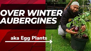 How To Overwinter Aubergines  Overwintering Eggplant [upl. by Dranrev426]