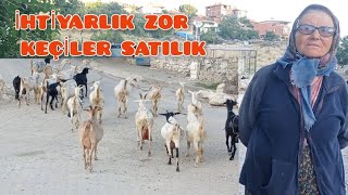 70 Yaşında Keçi Çobanları Keçilerini SatıyorAcele eden Alır Gördes çiftçi keşfet [upl. by Fenelia]