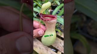 Você precisa ter uma Nepenthes Ventricosa plantascarnivoras plantacarnivora [upl. by Stormie406]