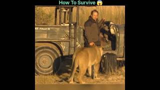 How To Survive a Lion Attack 👍 [upl. by Gabor126]