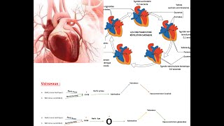 SVT  Le résumé de la régulation cardiaque Licence 3 Physiologie Animale [upl. by Asabi676]