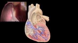 Corazón Anatomía y Fisiología [upl. by Irving]